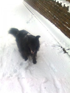 Tess in snow